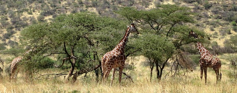 day02IMG_0096.jpg - Reticulated giraffes, Samburu Reserve, Kenya
