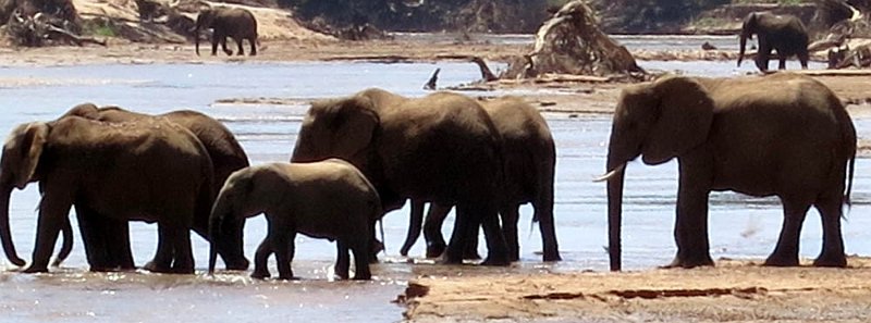 day02IMG_0106.jpg - Elephants in the Ewaso Ng'iro River, Samburu Reserve, Kenya
