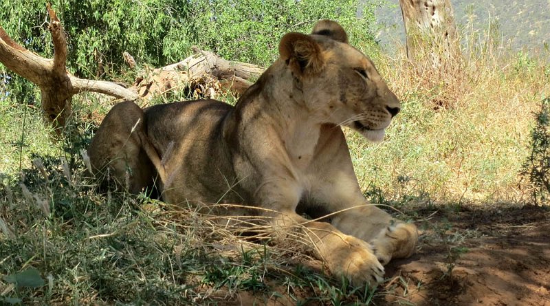 day02IMG_0108.jpg - A lion dozes near the Ewaso Ng'iro River, Samburu Reserve, Kenya
