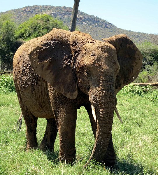 day02IMG_0113.jpg - Mud-caked elephant after a dip in the river, Samburu Reserve, Kenya