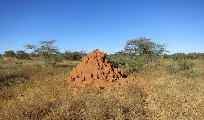 day02IMG_0121.jpg - Giant ant hill, Samburu Reserve, Kenya