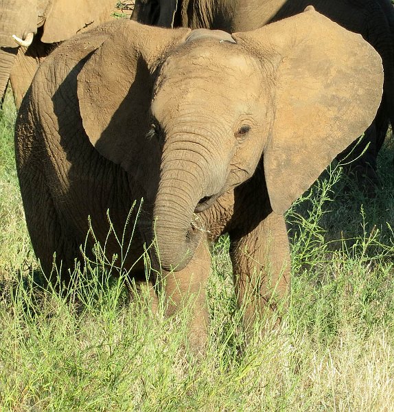 day02IMG_0147.jpg - Baby elephant, Samburu Reserve, Kenya