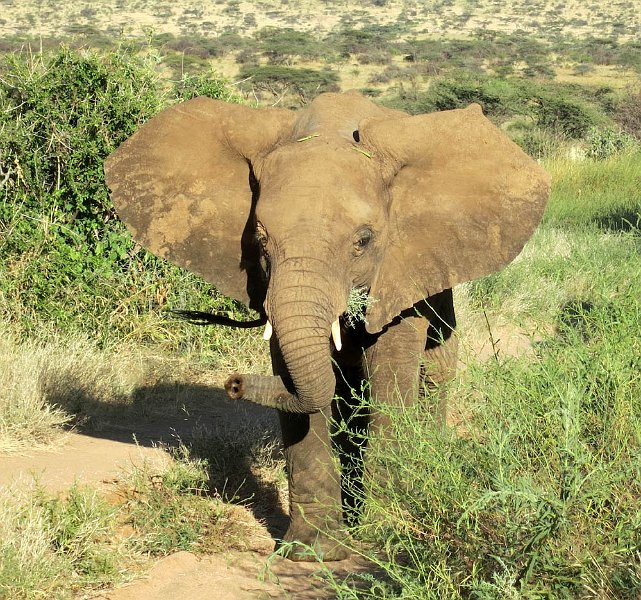 day02IMG_0149.jpg - Bull elephant, Samburu Reserve, Kenya