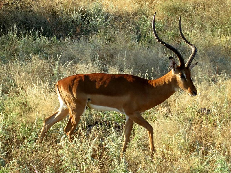 day02IMG_0153.jpg - Impala grazing, Samburu Reserve, Kenya