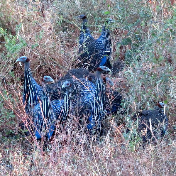 day02IMG_0171.jpg - Vulturine guineafowls, Samburu Reserve, Kenya