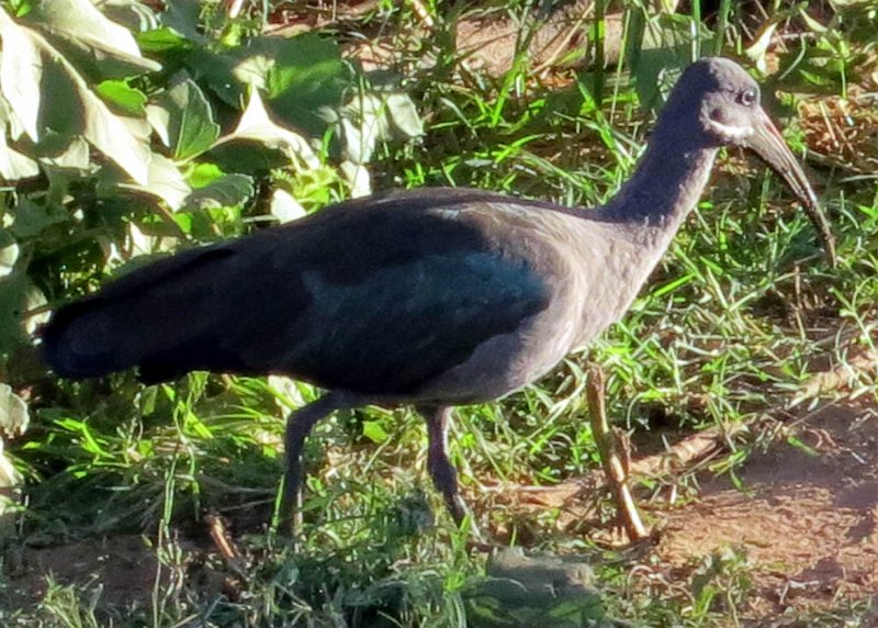 day02IMG_0201.jpg - We think this one's a hadada ibis.  Samburu Reserve, Kenya.