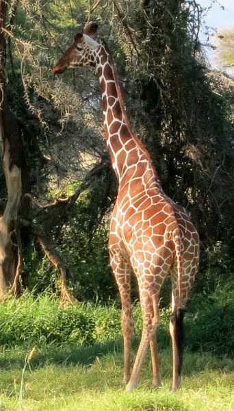 day02IMG_0220.jpg - Reticulated giraffe, Samburu Reserve, Kenya