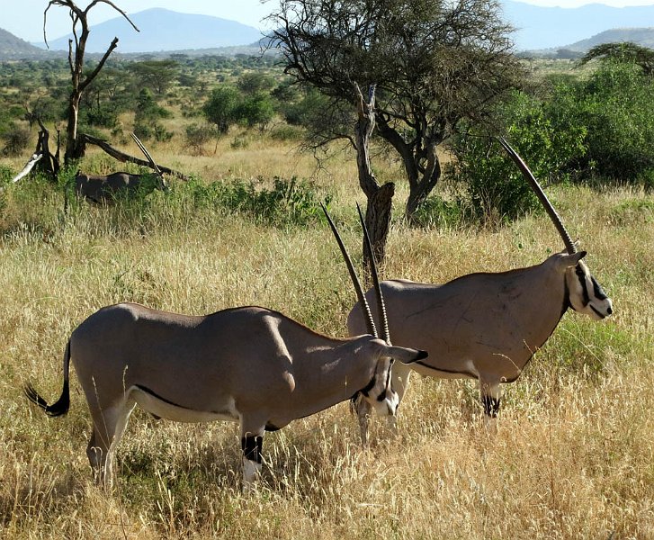 day02IMG_0249.jpg - Oryxs grazing, Samburu Reserve, Kenya