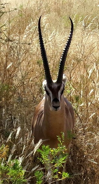 day02IMG_0254.jpg - Gazelle, Samburu Reserve, Kenya