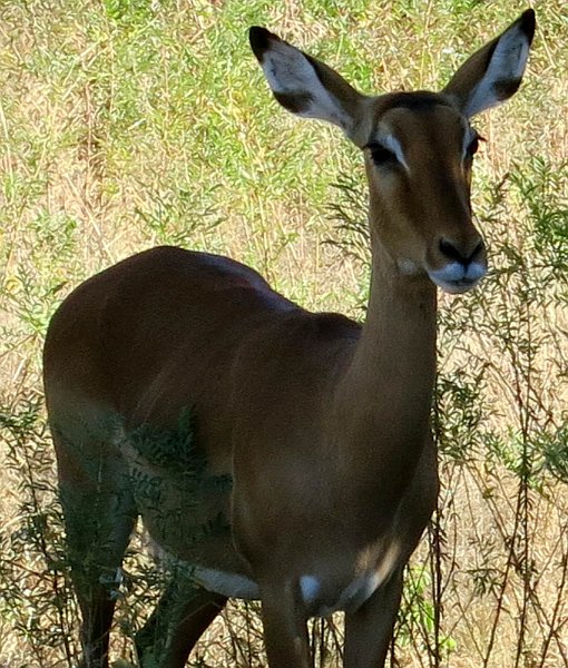 day02IMG_0261.jpg - A young antelope with that fetching Bambi look.  Samburu Reserve, Kenya.