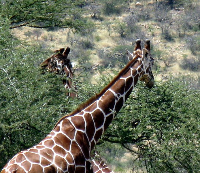 day02IMG_1923.jpg - Reticulated giraffes, Samburu Reserve, Kenya