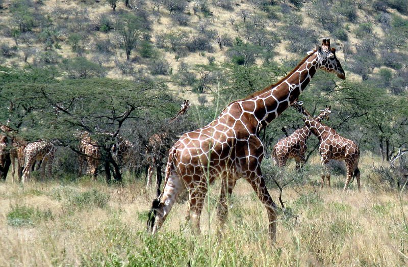 day02IMG_1926.jpg - Reticulated giraffes, Samburu Reserve, Kenya