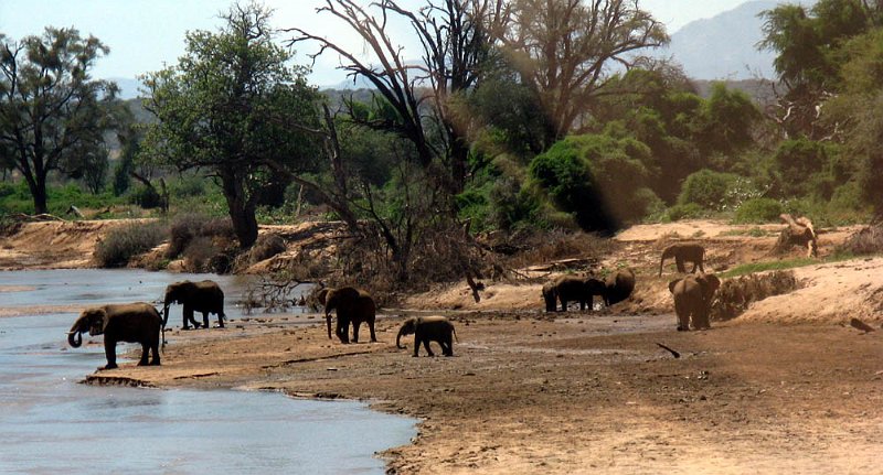 day02IMG_1932.jpg - The elephants showed up at the Ewaso Ng'iro River today, Samburu Reserve, Kenya