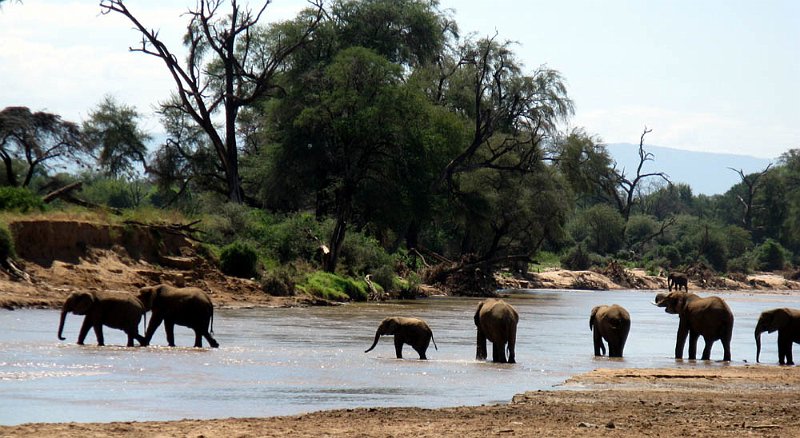 day02IMG_1942.jpg - Elephants in the Ewaso Ng'iro River, Samburu Reserve, Kenya