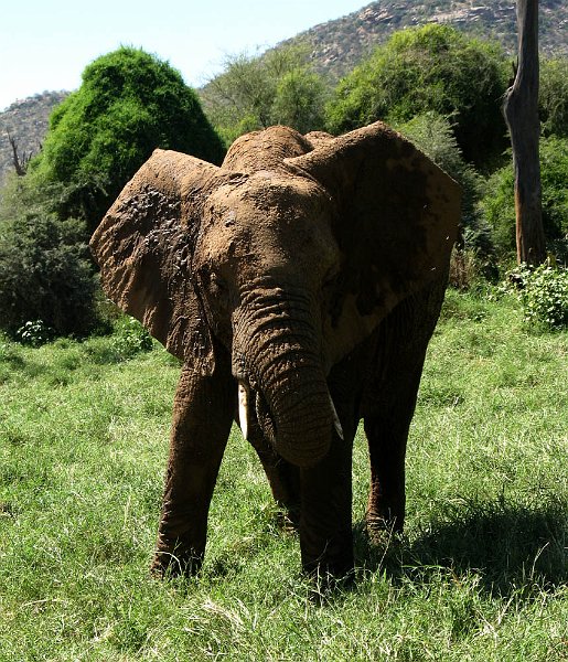 day02IMG_1948.jpg - We get a long hard look from this bull elephant. Samburu Reserve, Kenya.