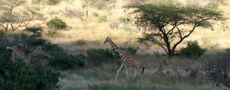 day02IMG_1975.jpg - Giraffes, Samburu Reserve, Kenya