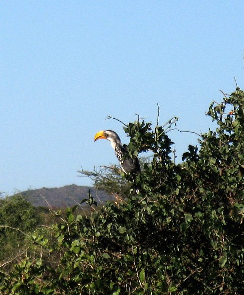day02IMG_1990.jpg - Southern Yellow-Billed Hornbill.  Samburu Reserve, Kenya.