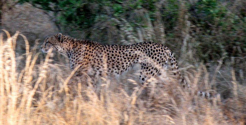 day02IMG_2019.jpg - Cheetah, Samburu Reserve, Kenya