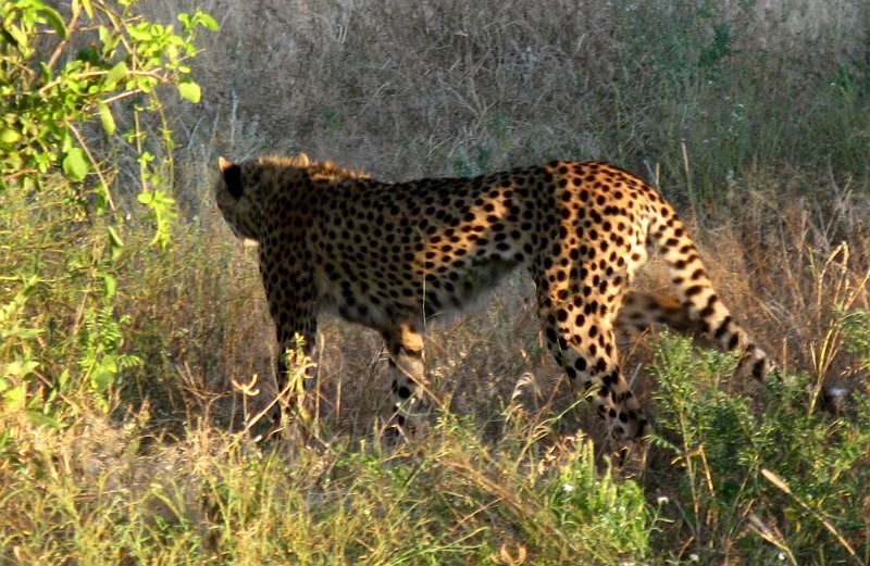 day02IMG_2022.jpg - Cheetah, Samburu Reserve, Kenya