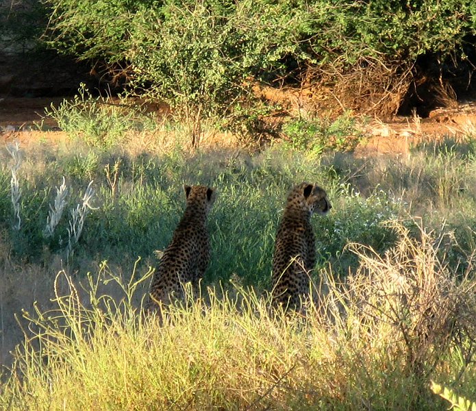 day02IMG_2050.jpg - Cheetahs, Samburu Reserve, Kenya