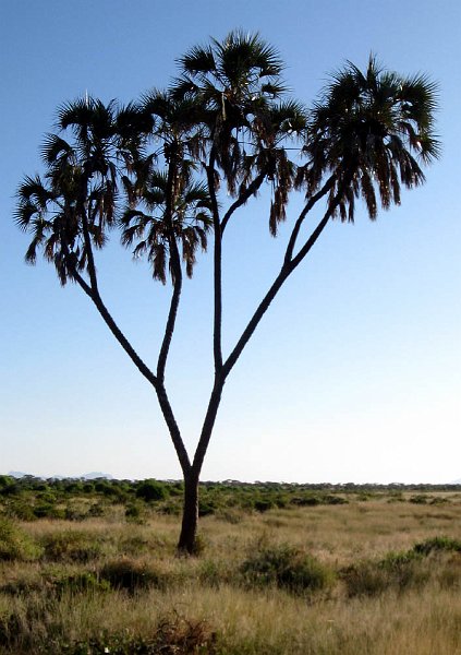 day02IMG_2086.jpg - Doum palm tree, Samburu Reserve, Kenya