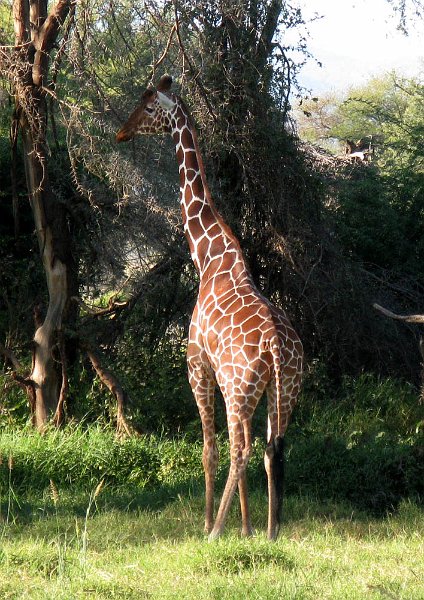 day02IMG_2097.jpg - Reticulated giraffe, Samburu Reserve, Kenya