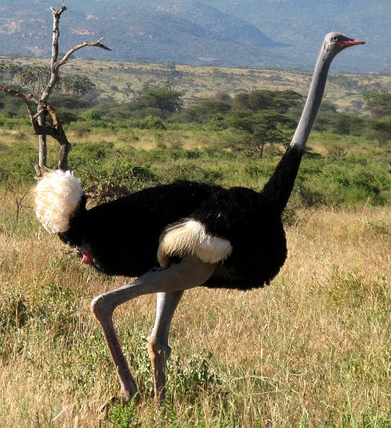 day02IMG_2104.jpg - Male ostrich, Samburu Reserve, Kenya