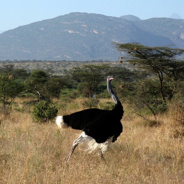 day02IMG_2117.jpg - Male ostrich, Samburu Reserve, Kenya
