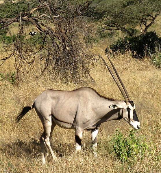day02IMG_2135.jpg - Oryx, Samburu Reserve, Kenya
