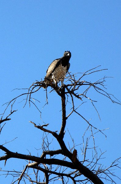 day02IMG_2172.jpg - African hawk-eagle, Samburu Reserve, Kenya