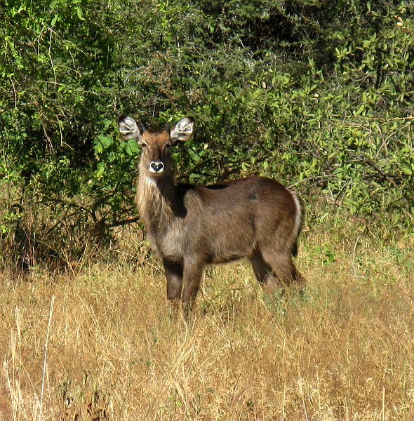 day02IMG_2184.jpg - Possibly a young waterbuck, Samburu Reserve, Kenya