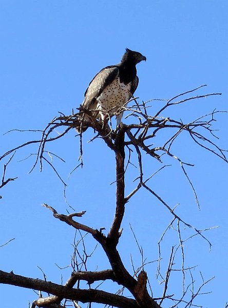 day03IMG_0265.jpg - African hawk-eagle, Samburu Reserve, Kenya