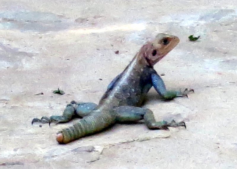 day03IMG_0281.jpg - Lizard on the path to our tent, Samburu Reserve, Kenya