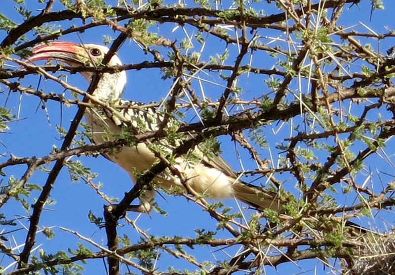 day03IMG_0290.jpg - Hornbill, Samburu Reserve, Kenya