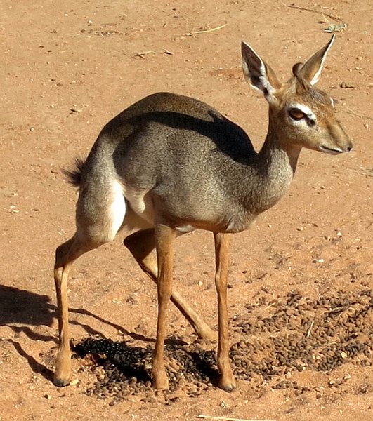 day03IMG_0295.jpg - Dik-dik, Samburu Reserve, Kenya