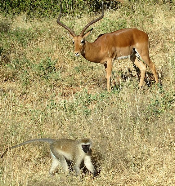 day03IMG_0297.jpg - Impala and vervet monkey, Samburu Reserve, Kenya