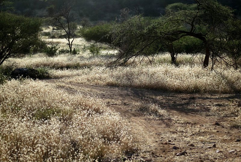day03IMG_0304.jpg - Late day sun on the grasslands, Samburu Reserve, Kenya