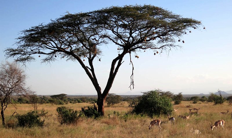 day03IMG_0316.jpg - Acacia tree with weaver nests, Samburu Reserve, Kenya