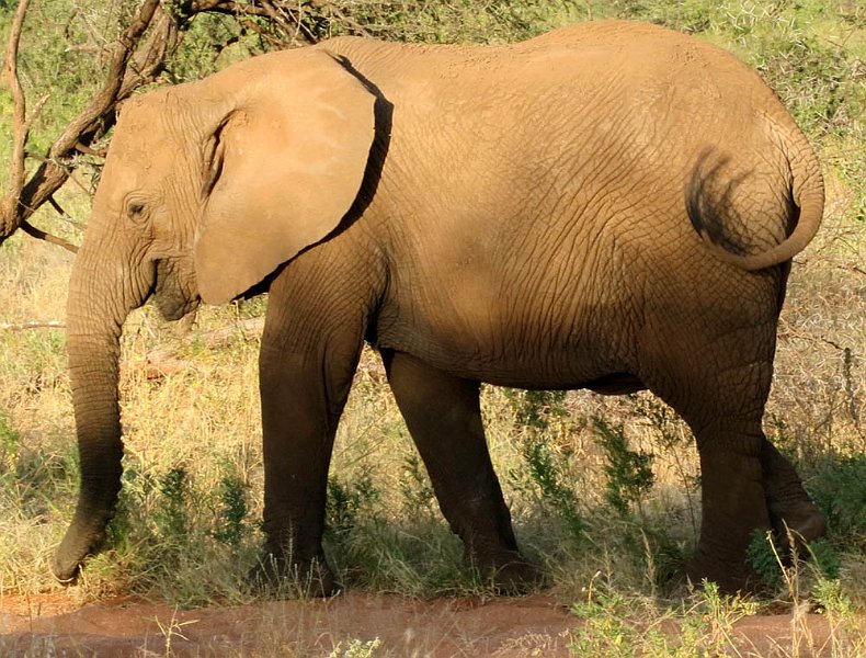 day03IMG_0320.jpg - Young elephant, Samburu Reserve, Kenya
