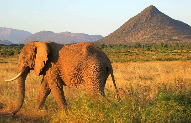 day03IMG_0336.jpg - Bull elephant, Samburu Reserve, Kenya