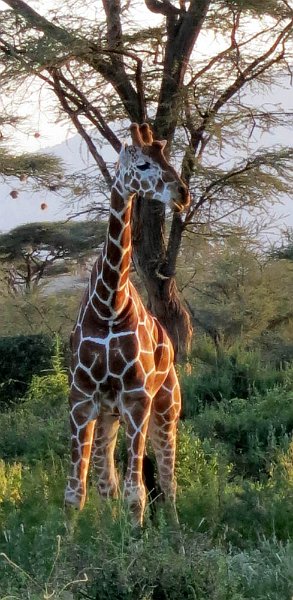 day03IMG_0343.jpg - Reticulated giraffe, Samburu Reserve, Kenya