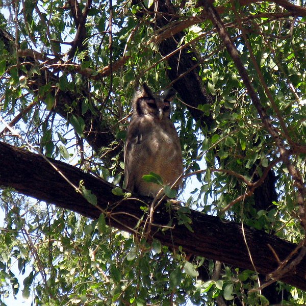 day03IMG_2204.jpg - Owl, Samburu Reserve, Kenya