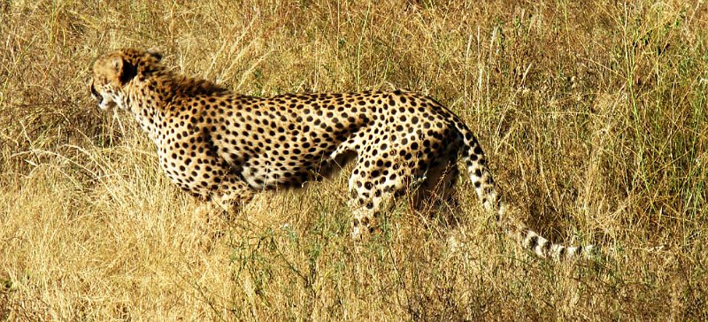 day03IMG_2210.jpg - Cheetah, Samburu Reserve, Kenya