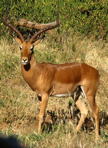 day03IMG_2219.jpg - Impala, Samburu Reserve, Kenya