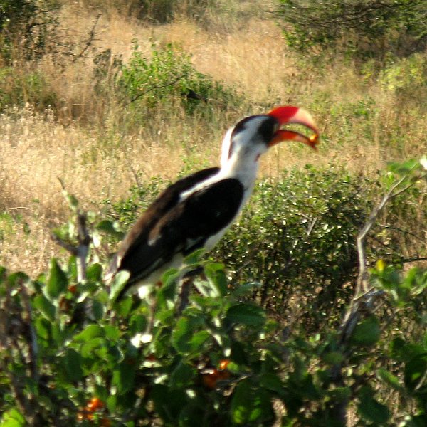 day03IMG_2225.jpg - Hornbill, Samburu Reserve, Kenya