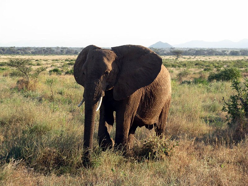 day03IMG_2239.jpg - Elephant, Samburu Reserve, Kenya