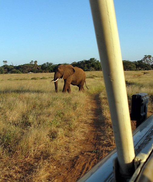 day03IMG_2256.jpg - Elephant, Samburu Reserve, Kenya
