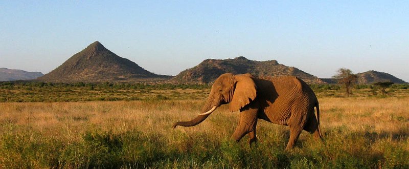 day03IMG_2264.jpg - Elephant, Samburu Reserve, Kenya