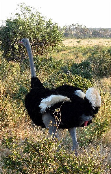 day03IMG_2275.jpg - Male ostrich, Samburu Reserve, Kenya
