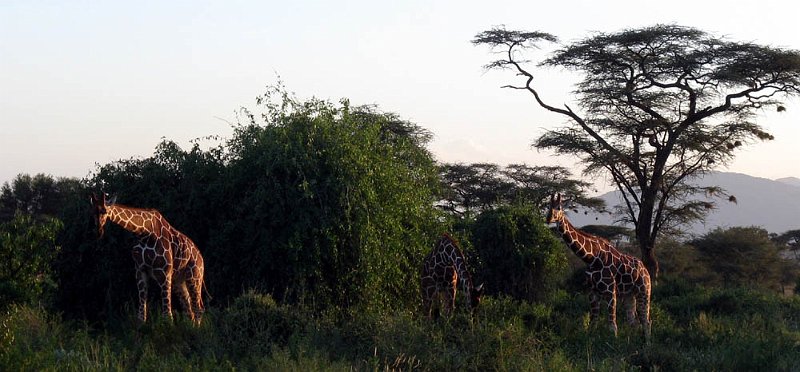 day03IMG_2277.jpg - Reticulated giraffes, Samburu Reserve, Kenya